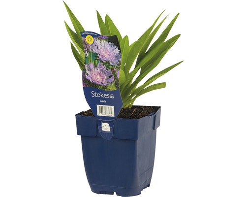 Stokesie FloraSelf Stokesia laevis H 5-40 cm Co 0,5 L