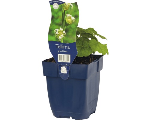 Tellmie, Falsche Allraunwurzel FloraSelf Tellmia grandiflora H 5-30 cm Co 0,5 L Tellima grandiflora Pflanze im Topf