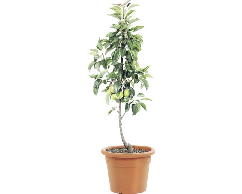 Mini-poire ARCADIA® Garden Pearl auto-fertile, 120-150 cm