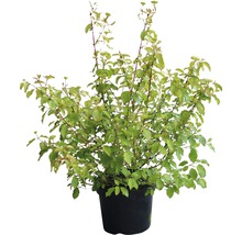 Cornouiller en pot