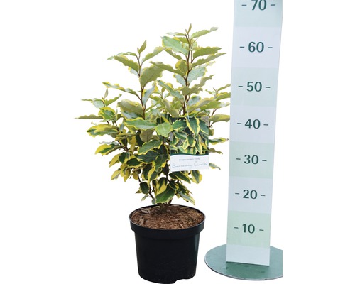 Buntes Ölweidenbäumchen im Topf mit Höhenangabe