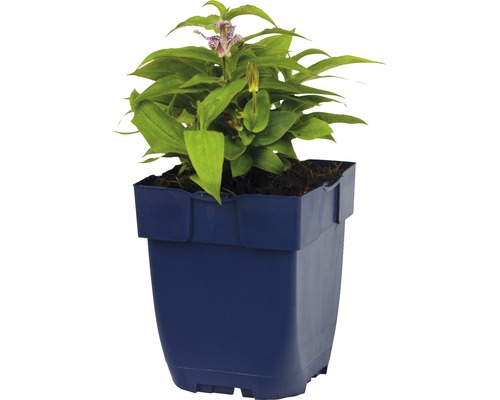 Blühende Tricyrtis in einem Topf