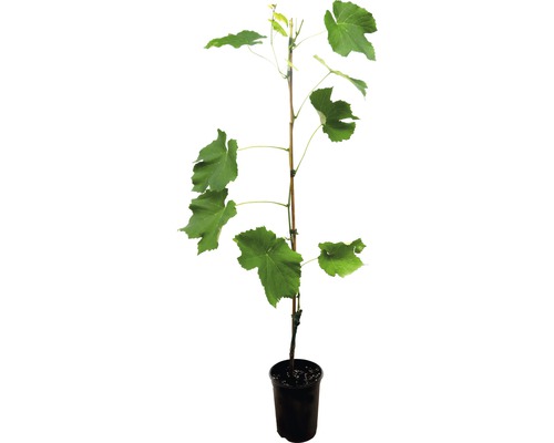 Jeune plant de vigne en pot