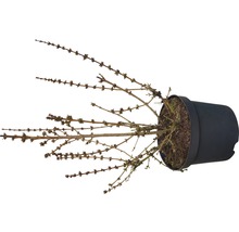 Mélèze en pot
