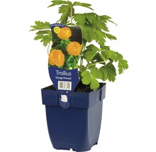 Trollius ''Orange Princess'' en pot