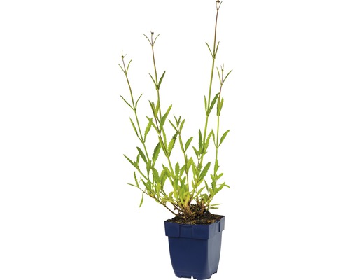Acker-Spark im blauen Pflanztopf