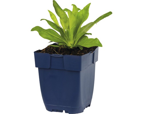 Jeune plante dans un pot en plastique bleu