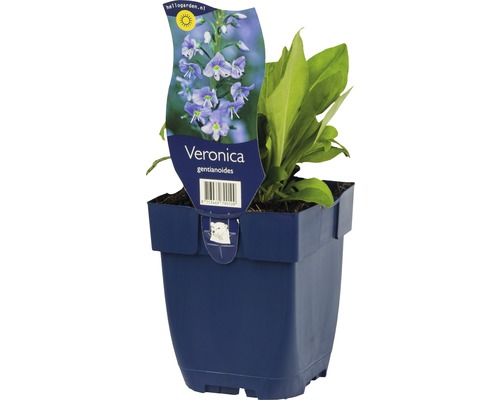 Véronique fausse gentiane FloraSelf Veronica gentianoides h 5-20 cm Co 0,5 l Plante Veronica gentianoides en pot