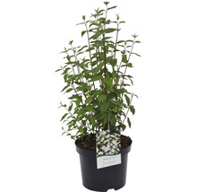 Gartenjasmin, Duftjasmin, Pfeifenstrauch FloraSelf Philadelphus 'Lemoinei' H 60-80 cm Co 4,5 L