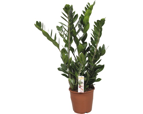 Zamioculcas zamiifolia FloraSelf H XX cm pot Ø 21 cm Zamioculcas zamiifolia FloraSelf H XX cm pot Ø 21 cm