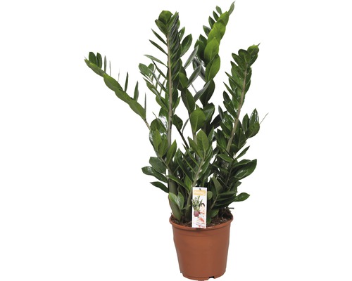 Glücksfeder FloraSelf Zamioculcas zamiifolia H XX cm Ø 21 cm Topf