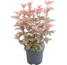 Physocarpe dans un pot