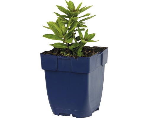 Plante fleurie dans un pot bleu