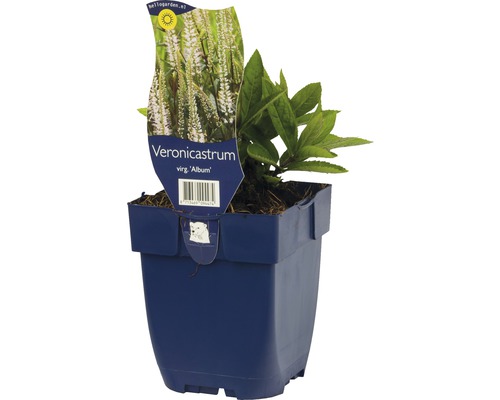 Kandelaber-Ehrenpreis FloraSelf Veronicastrum virginicum 'Album' H 5-20 cm Co 0,5 L Veronicastrum virg. ''Album'' im Topf