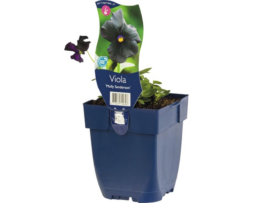 Violette cornue FloraSelf Viola cornuta 'Molly Sanderson' h 5-20 cm Co 0,5 l Viola Molly Sanderson en pot