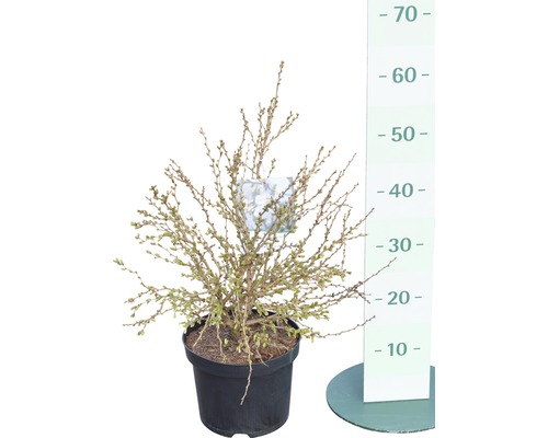 Kriechmispel Pflanze im Topf mit Höhenmesser