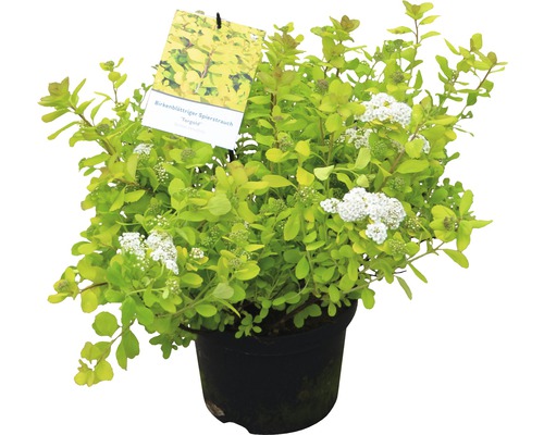 Spirée à feuilles de bouleau en pot avec fleurs blanches