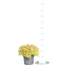 Cotonéaster nain jaune en pot avec indication de la taille.
