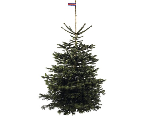 Nordmanntanne als Weihnachtsbaum