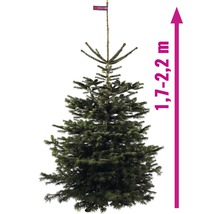 Nordmanntanne mit einer Höhe von 1,7 bis 2,2 Metern