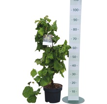 Noisetier en pot avec échelle de mesure