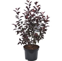 Prunier rouge en pot