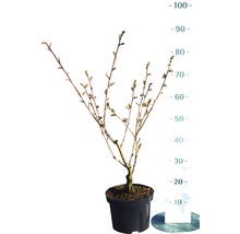 Nelkenkirsche FloraSelf Prunus serrulata 'Kanzan' H 80-100 cm Co 6 L