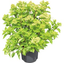 Hortensia paniculé FloraSelf Hydrangea paniculata 'Little Lime' h 50-60 cm Co 6 L