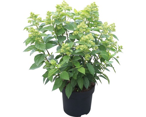 Rispenhortensie im Topf mit grünen Blättern und Knospen