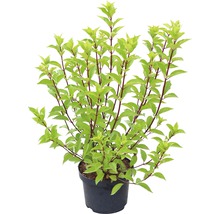Rispenhortensie FloraSelf Hydrangea paniculata 'Pinky Winky' H 40-60 cm Co 6 L