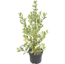 Plante d''Euonymus japonicus ''Aureomarginatus'' cultivée en pot.