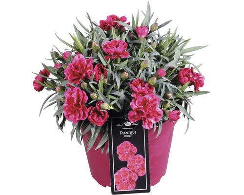 Œillet commun FloraSelf Dianthus caryophyllus 'Nina' h 10-15 cm pot Ø 15 cm Oeillet ''Nina'' en pot