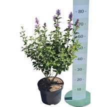 Zwerg-Duftflieder FloraSelf Syringa meyeri 'Palibin' H 60-80 cm Co 6 L