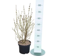 Arbuste d''ornement en fleurs en pot avec échelle.