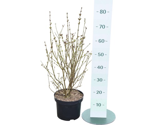 Blühender Zierstrauch im Topf mit Maßeinteilung.