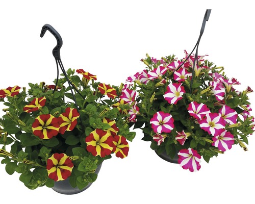 Pétunia retombant bicolore FloraSelf Petunia x Hybride, suspension Ø 23 cm Deux pétunias suspendus dans des pots.