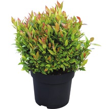 Leucothoé boule FloraSelf Leucothoe fontanesiana "Little Flames"® h 30-40 cm Co 6 l