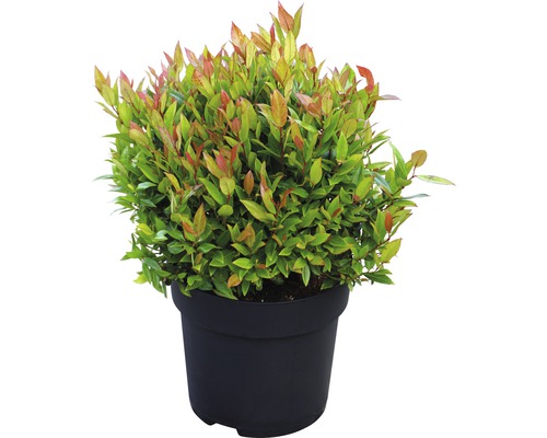 Traubenmyrthe Kugel FloraSelf Leucothoe fontanesiana 'Little Flames'® H 30-40 cm Co 6 L