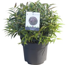 Myrte en grappes en pot avec étiquette de plante
