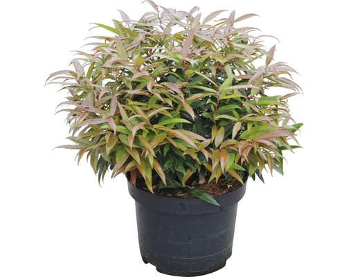 Japanische Lavendelheide im Topf