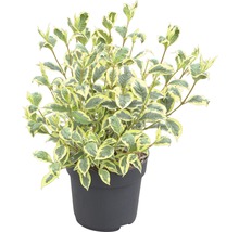 Cornouiller en pot avec des feuilles à bord blanc