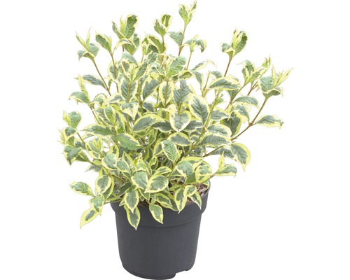 Cornouiller en pot avec des feuilles à bord blanc