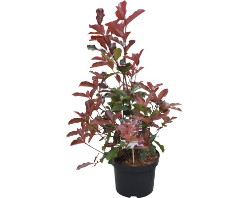 Néflier du Japon en pot