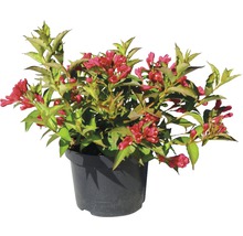 Weigelia en pot avec des fleurs rouges et des feuilles vertes