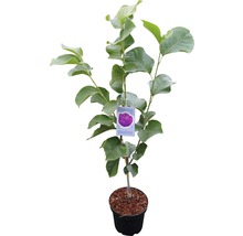 Tulpe Black Tulip im Topf
