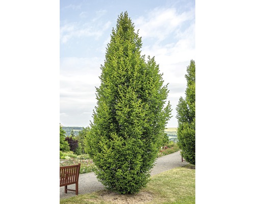 Säulenförmige Hainbuche im Garten