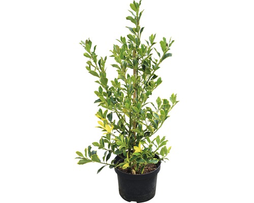 Im Topf gezogener Spindelstrauch mit Blättern