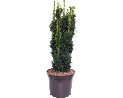 If commun jaune or FloraSelf Taxus baccata 'Fastigiata Aureomarginata' H 50-60 cm Co 7,5 l