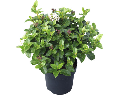 Im Topf befindlicher Schneeball mit Blättern und Blüten