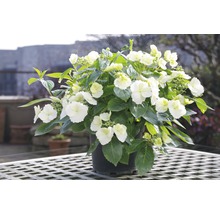 Hortensia en pot avec des fleurs blanches et des feuilles vertes
